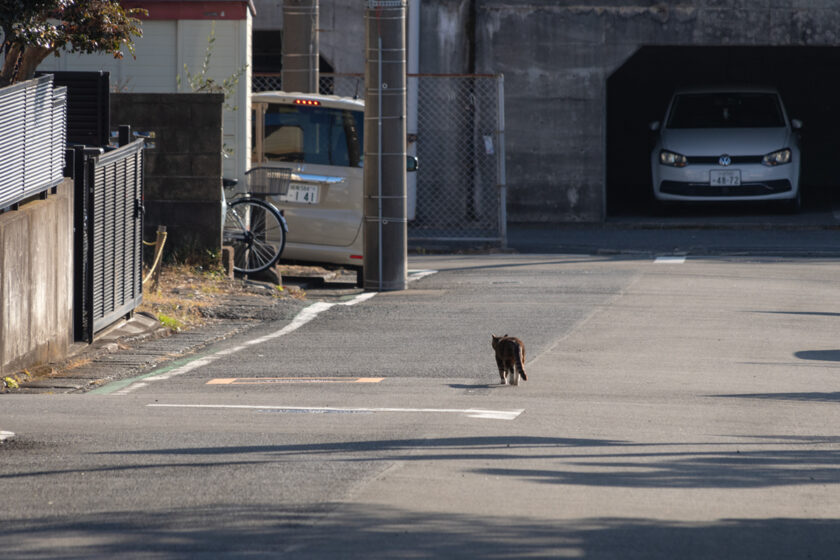 小田原市の猫