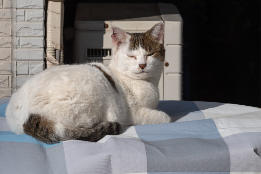 小田原市の猫