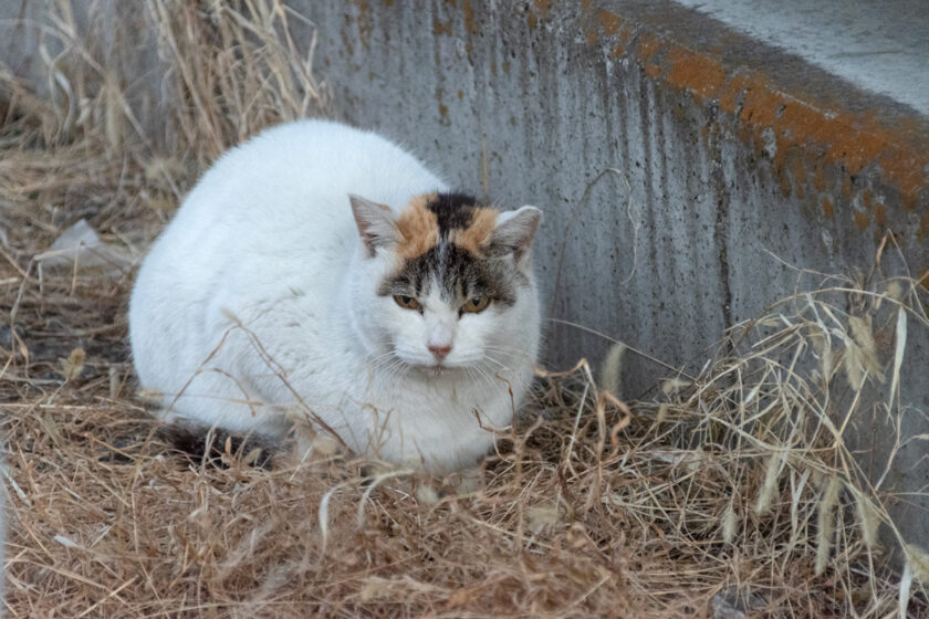 川崎市の猫