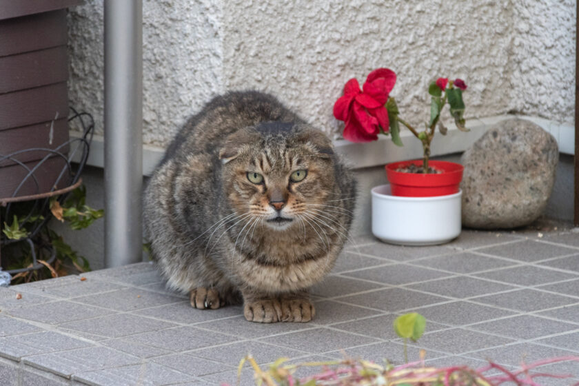 川崎市の猫