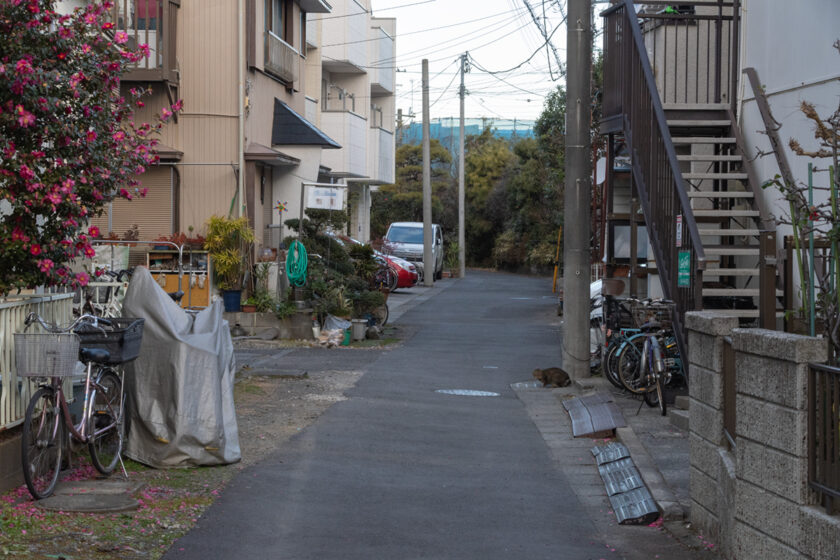 川崎市の猫