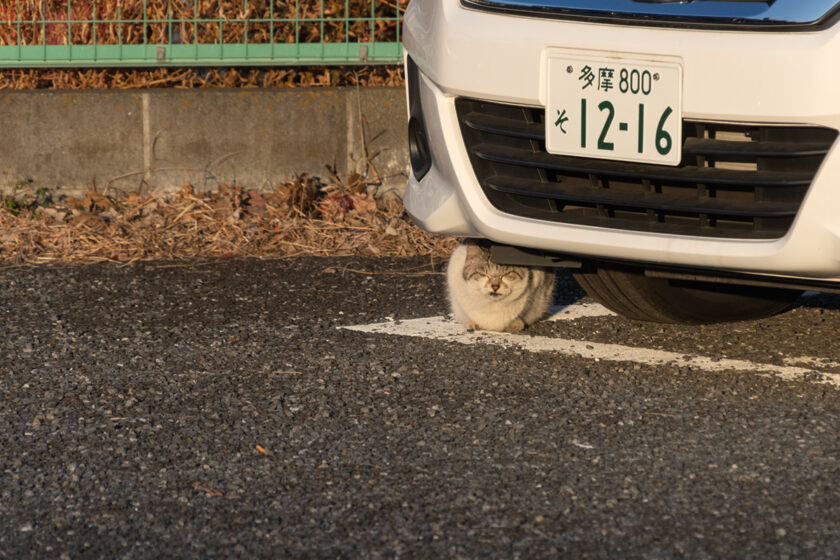 府中市の猫