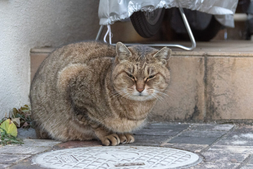 日野市の猫