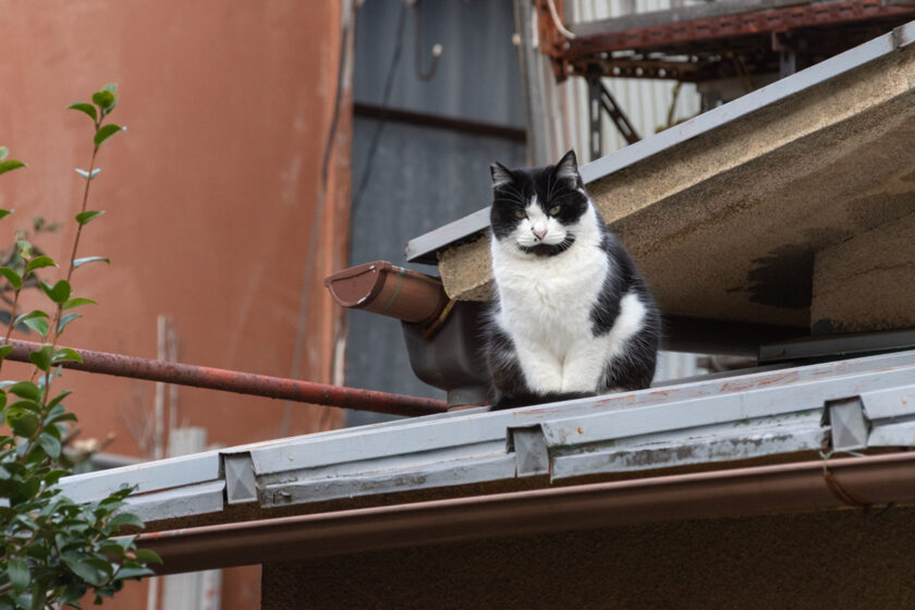 熱海市の猫