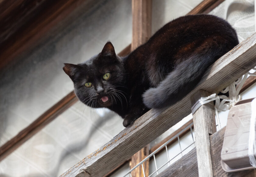 熱海市の猫