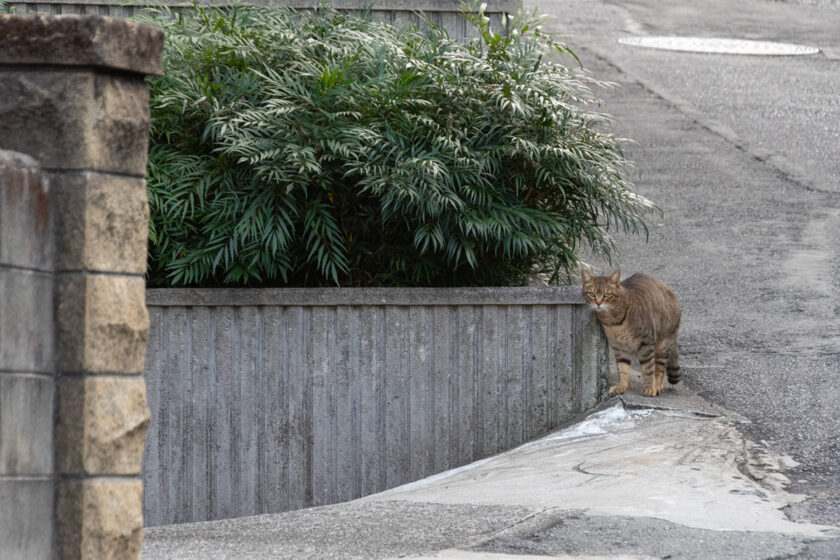 熱海市の猫