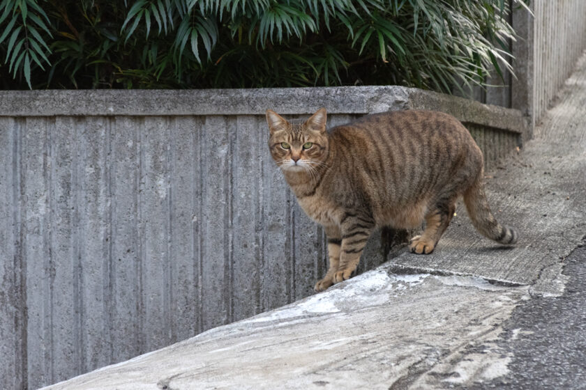 熱海市の猫
