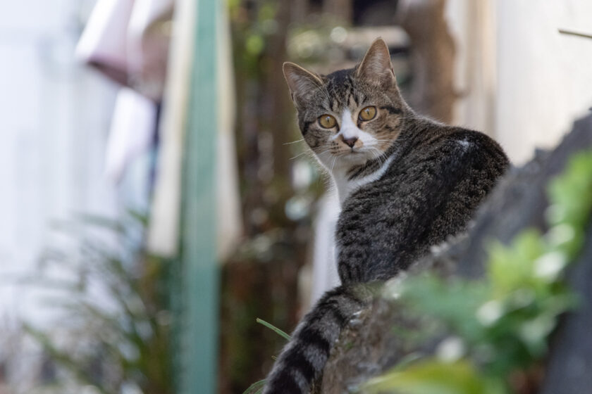 熱海市の猫