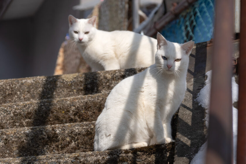 みなかみ町の猫