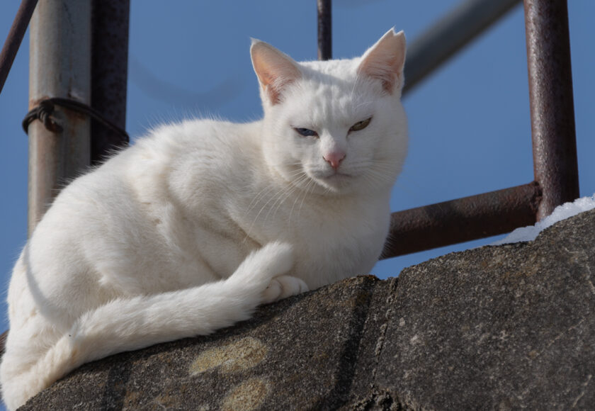 みなかみ町の猫