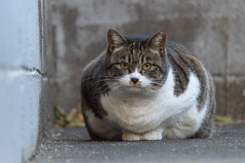 昭島市の猫