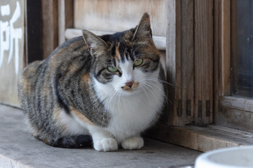 会津美里町の猫