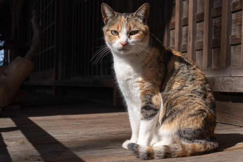 会津若松市の猫