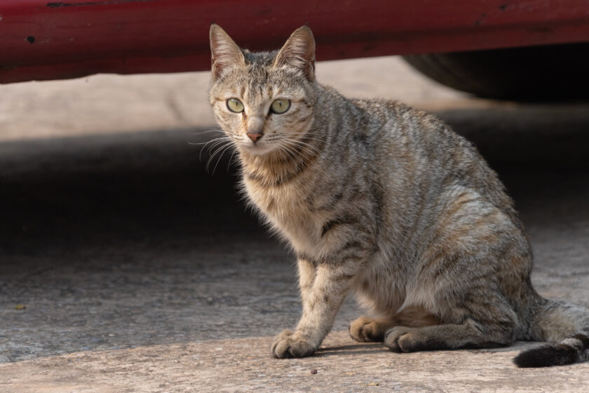 金沙鎮の猫