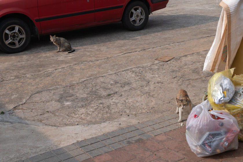 金沙鎮の猫