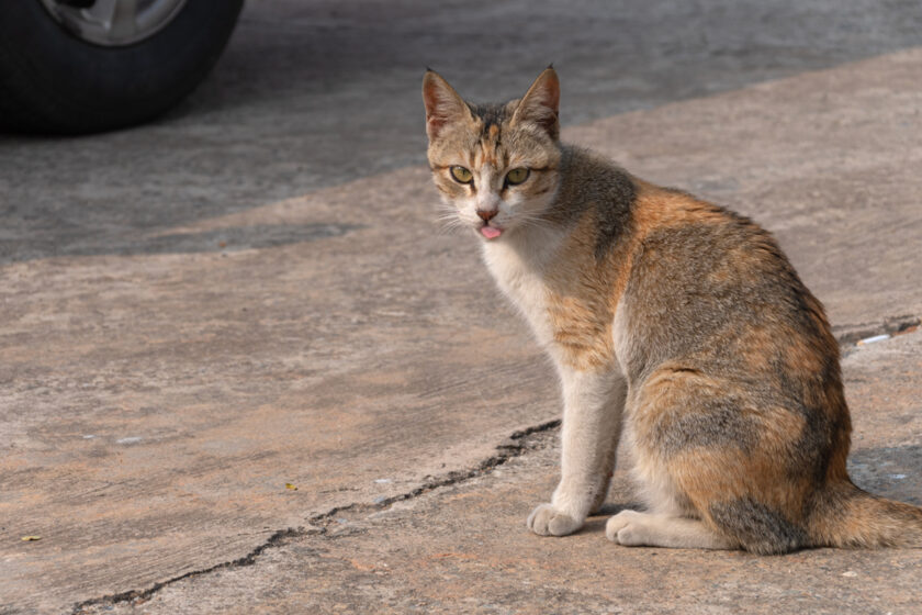 金沙鎮の猫