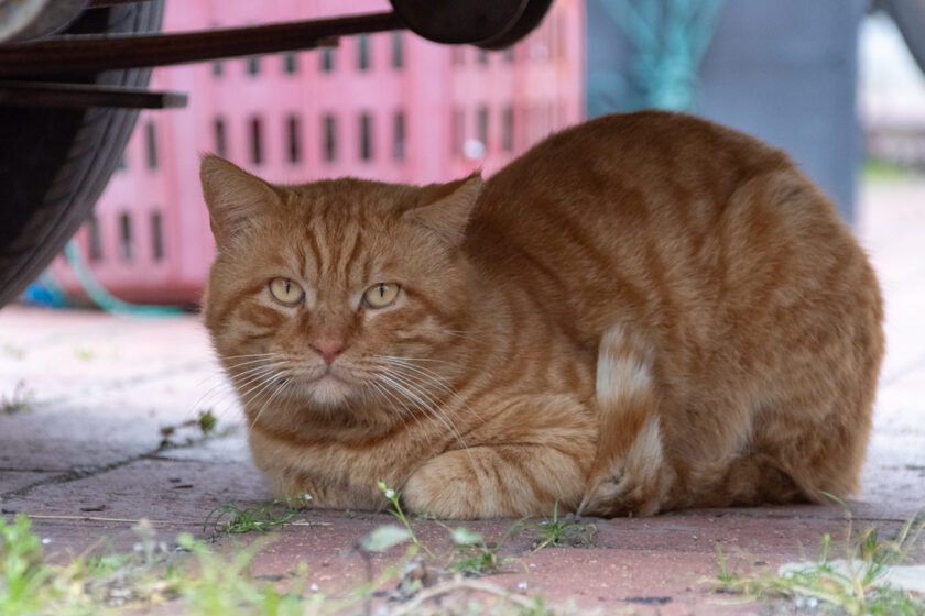 金沙鎮の猫