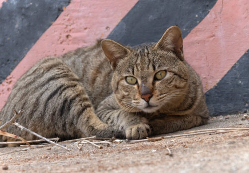金沙鎮の猫