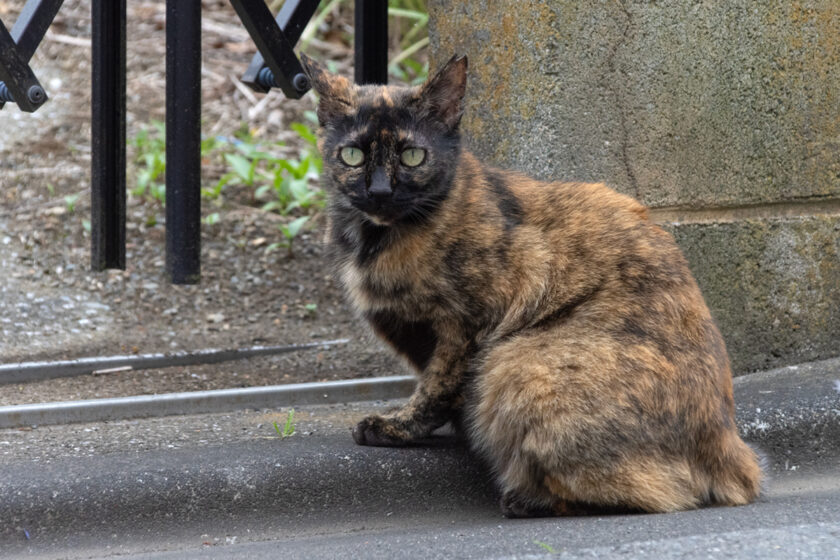 狛江市の猫