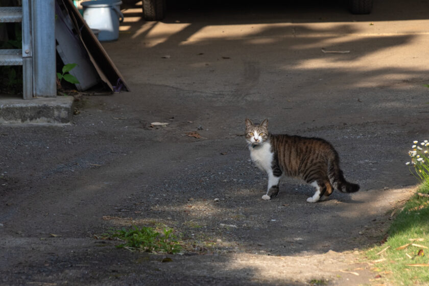 三浦市の猫