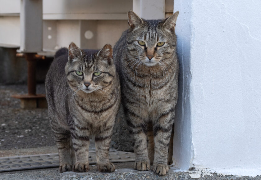 三浦市の猫