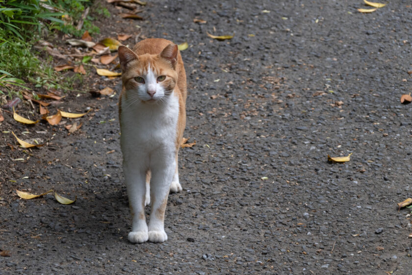 三浦市の猫