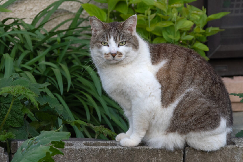 府中市の猫