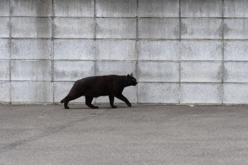 日野市の猫