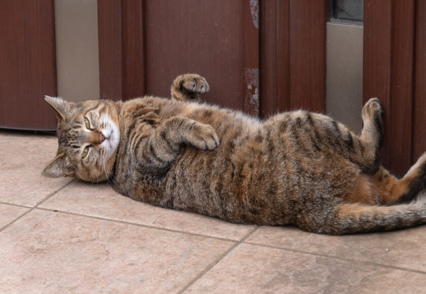 日野市の猫