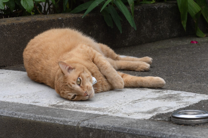 府中市の猫