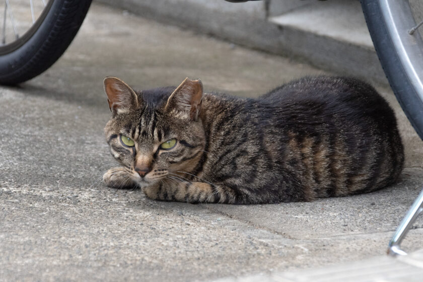 川崎市の猫