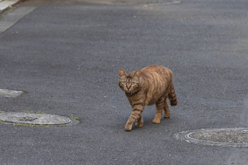 豊島区の猫