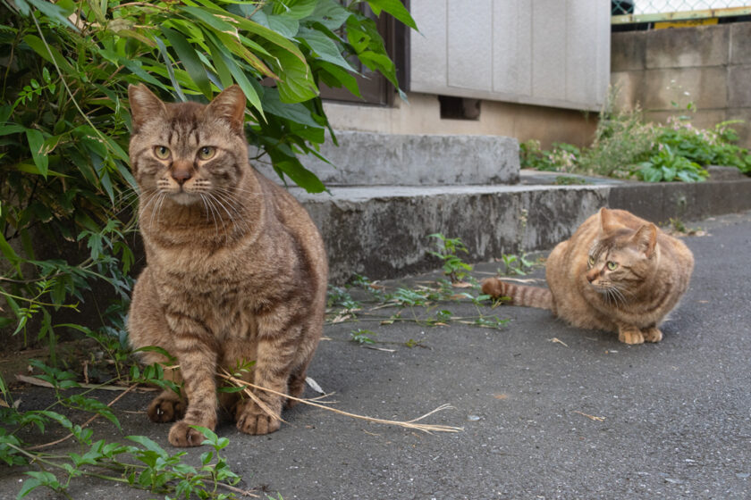 豊島区の猫