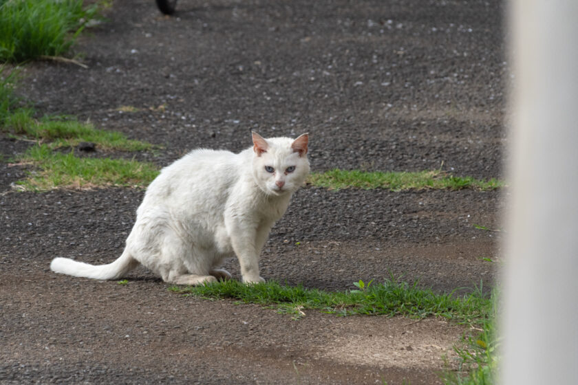 板橋区の猫