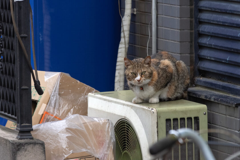 新宿区の猫