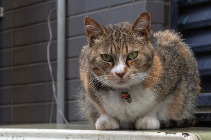 新宿区の猫