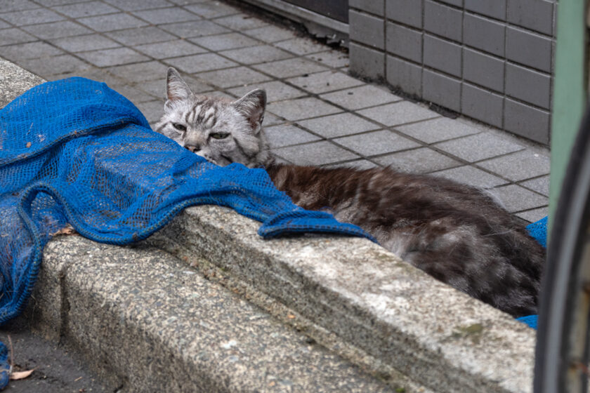 新宿区の猫