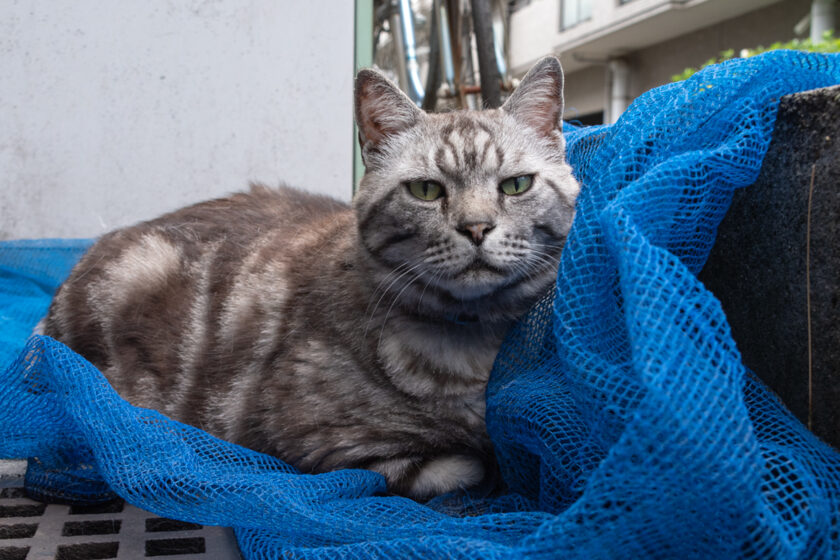 新宿区の猫