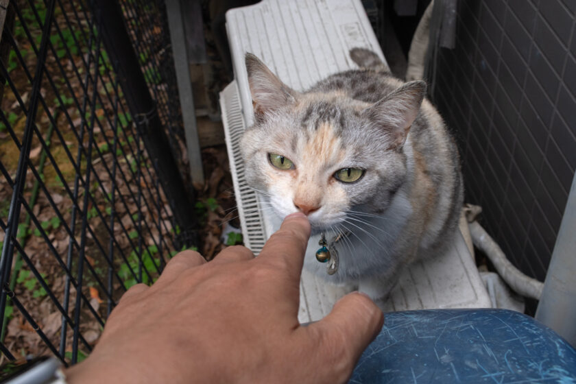 新宿区の猫