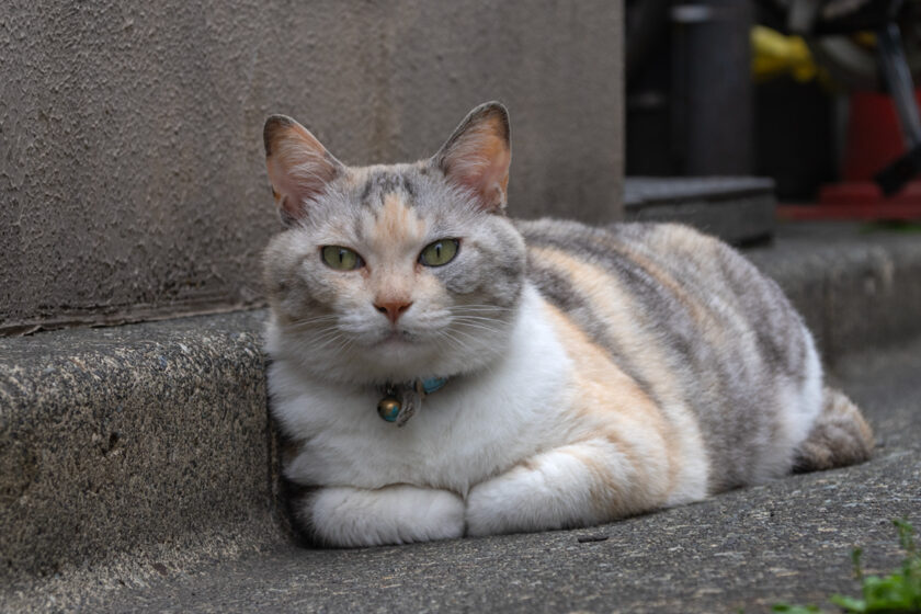 新宿区の猫