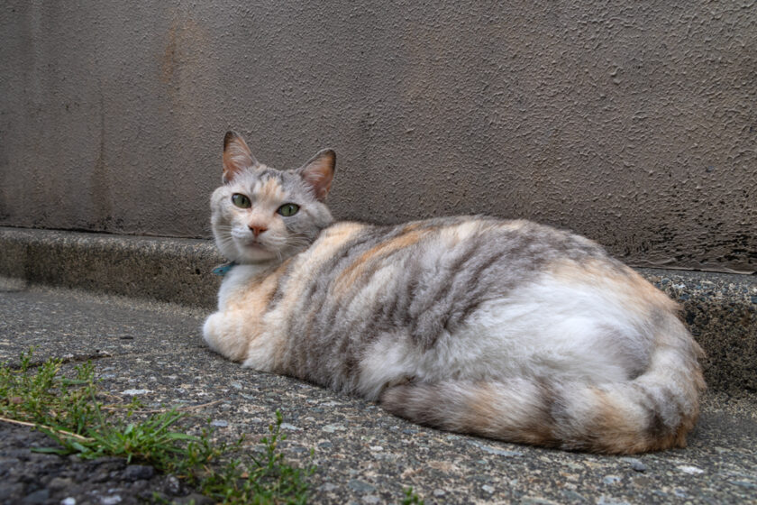 新宿区の猫