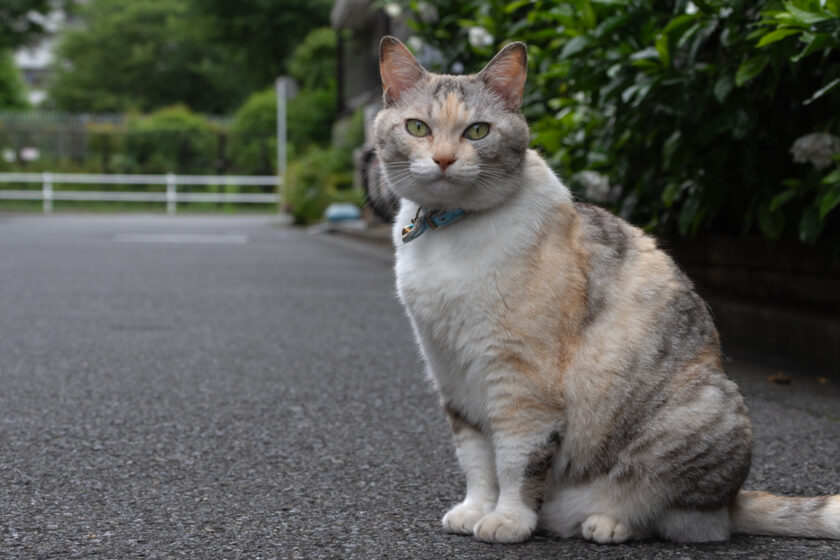 新宿区の猫