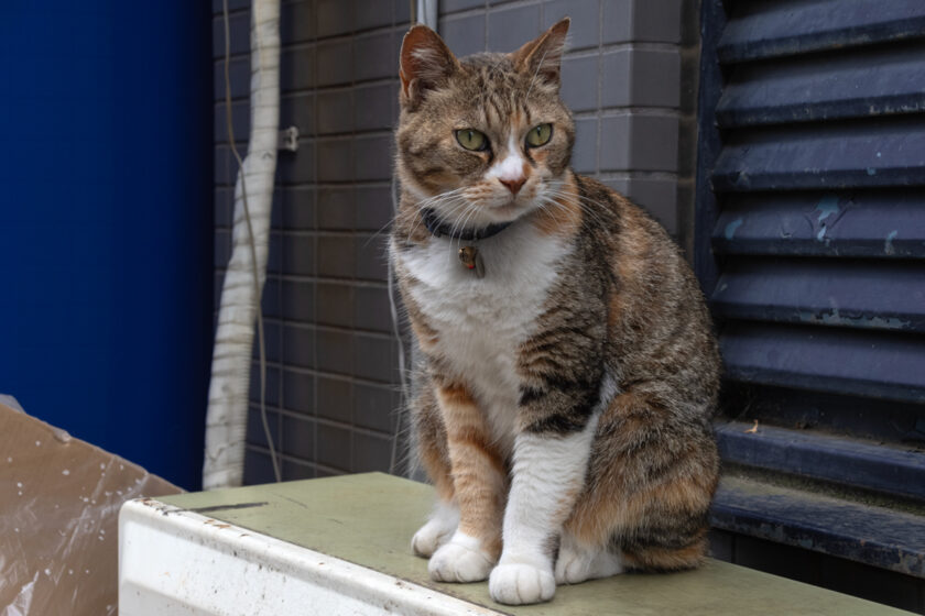 新宿区の猫