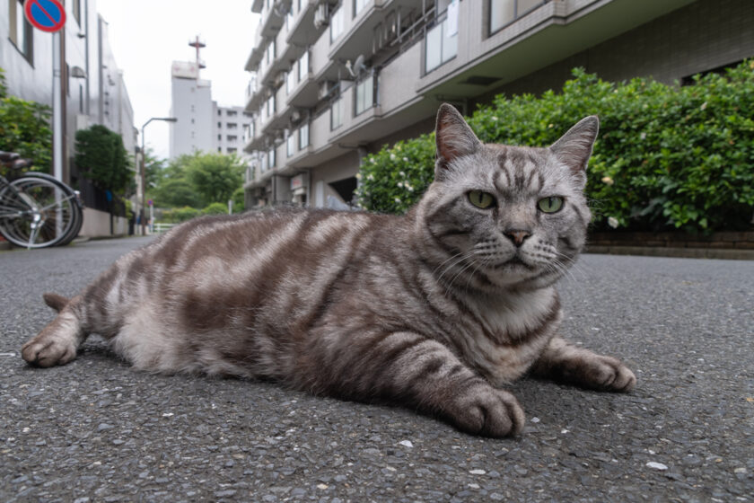 新宿区の猫