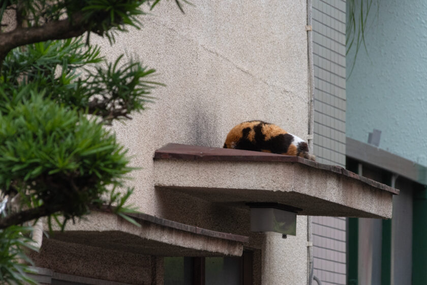 新宿区の猫