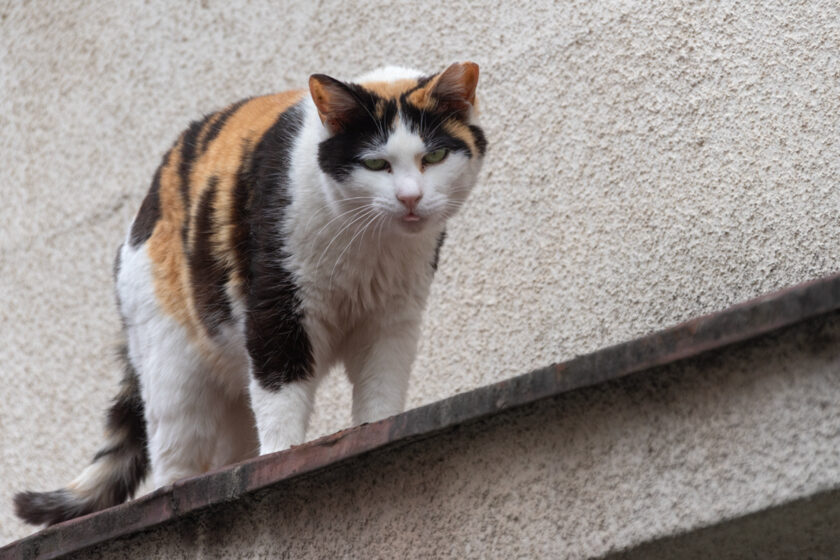 新宿区の猫