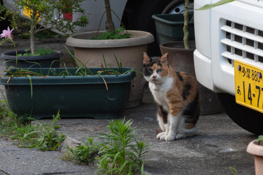 府中市の猫