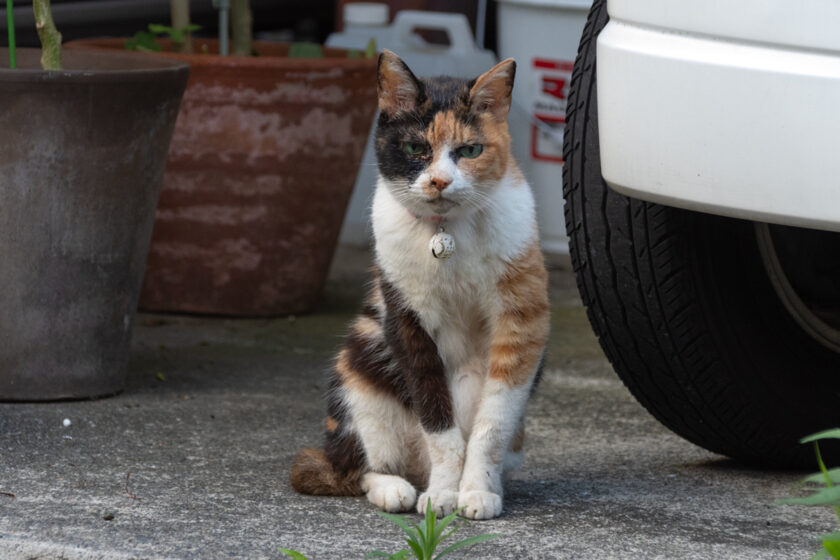 府中市の猫