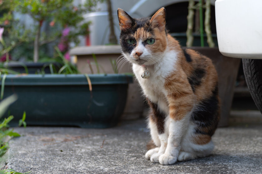 府中市の猫