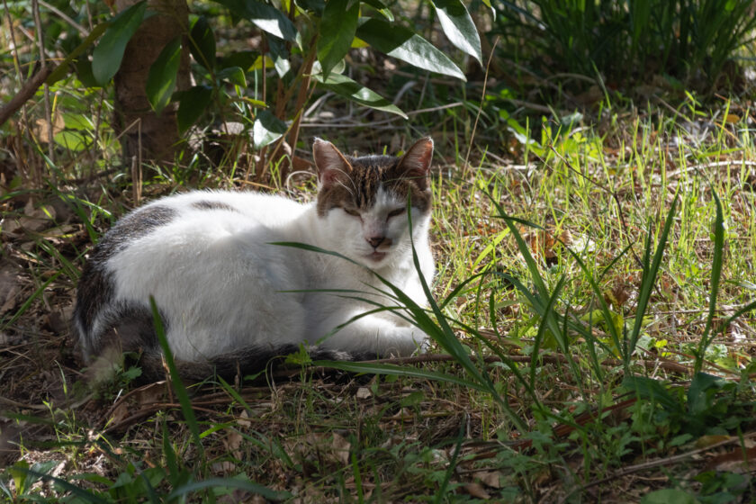 八王子市の猫